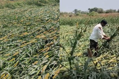 Raichuru Crop Damage