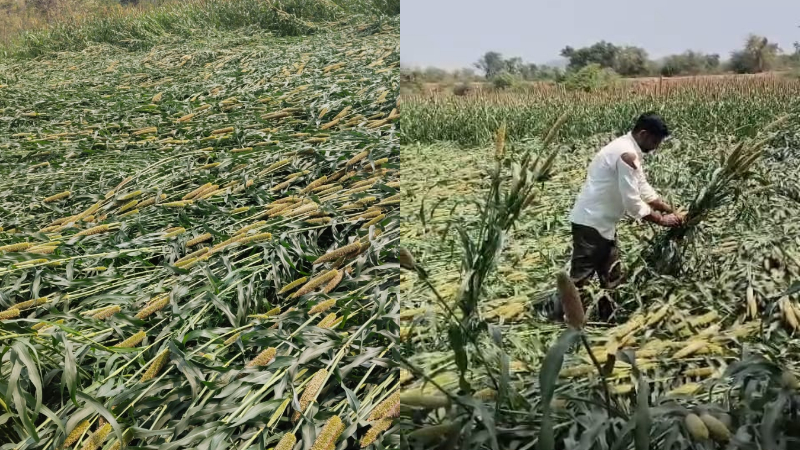 Raichuru Crop Damage