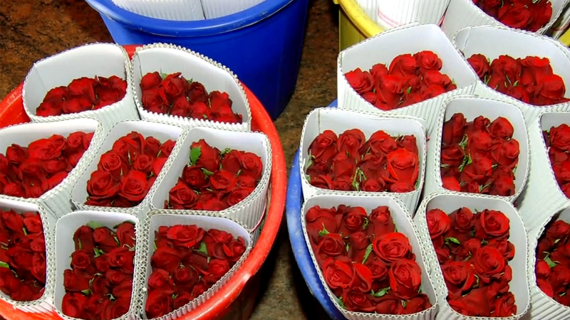 Red Rose 4 1