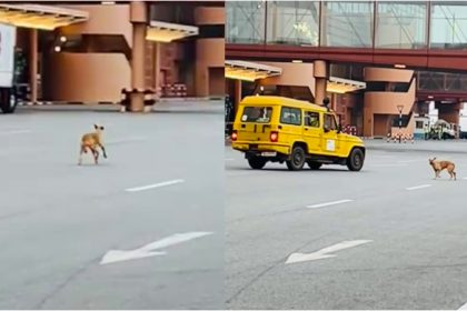 Stray dogs Enters runway at Bengaluru airport