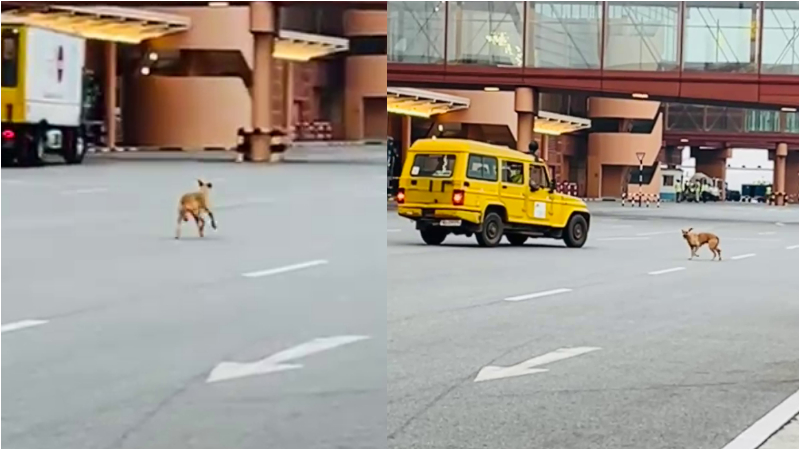 Stray dogs Enters runway at Bengaluru airport