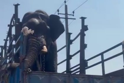 Wild elephant captured in Moleyur Range of Saraguru taluk