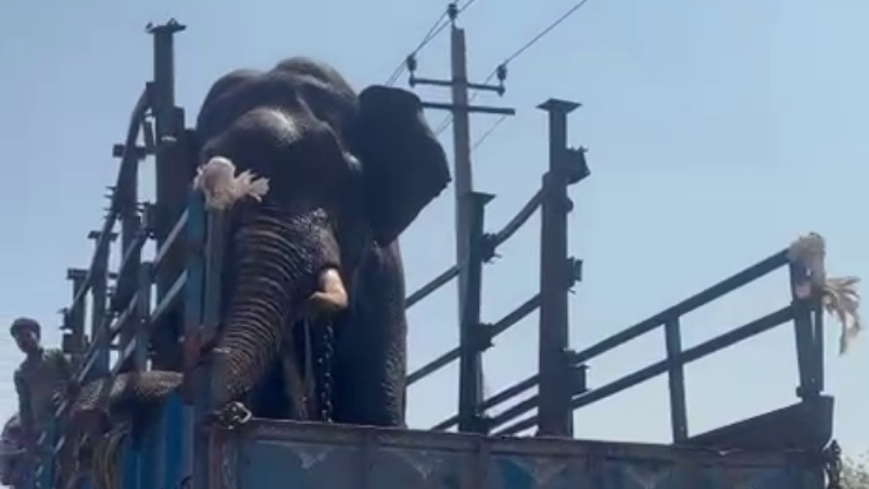 Wild elephant captured in Moleyur Range of Saraguru taluk