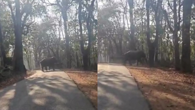 Wild elephant spotted on Chikkamagaluru highway