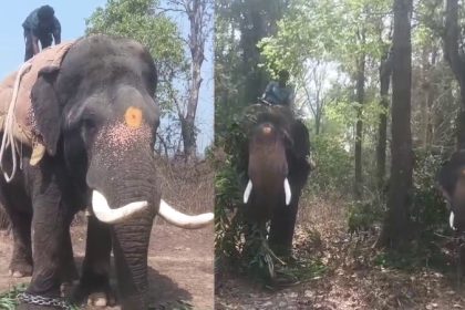 kumki elephants arrived Chikkamagaluru Pura capture wild elephant