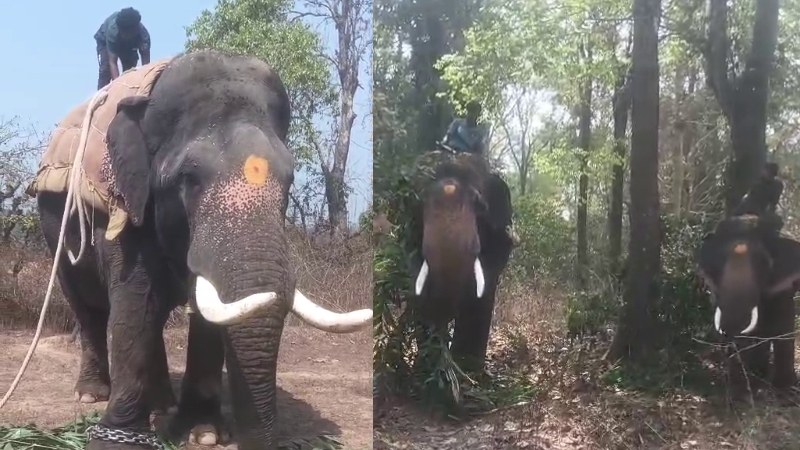 kumki elephants arrived Chikkamagaluru Pura capture wild elephant