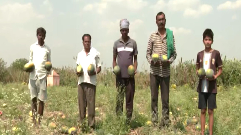 2 rupees per 1 kg watermelon price drops due to iran war bidar farmers 1