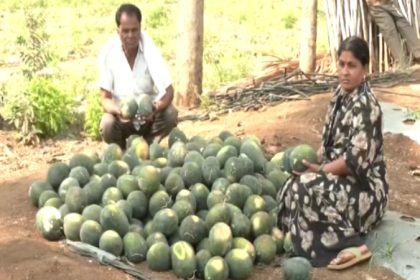 2 rupees per 1 kg watermelon price drops due to iran war bidar farmers 2