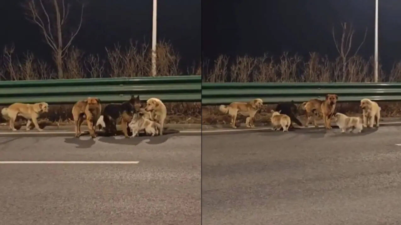 7 Dogs Kidnapped Outsmart Thieves And Walk 17 km Back Home In Incredible True Story 1