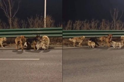 7 Dogs Kidnapped Outsmart Thieves And Walk 17 km Back Home In Incredible True Story