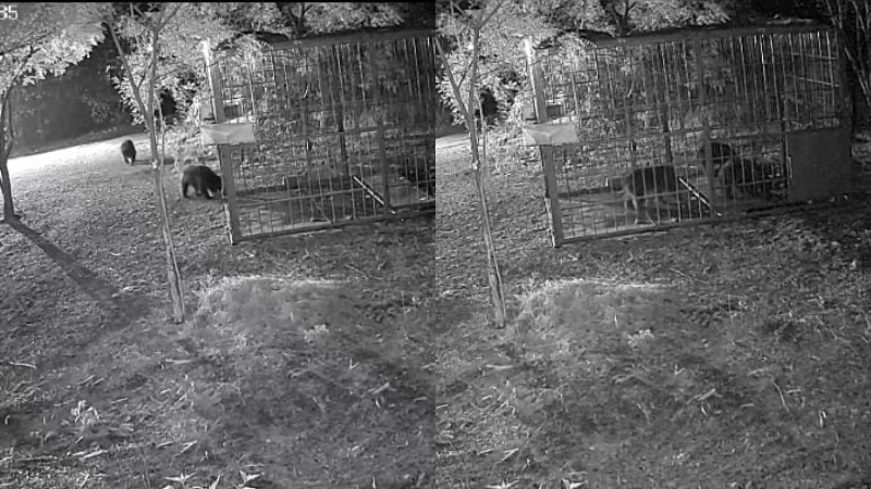 Ballary Bear Captured 1