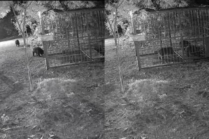 Ballary Bear Captured