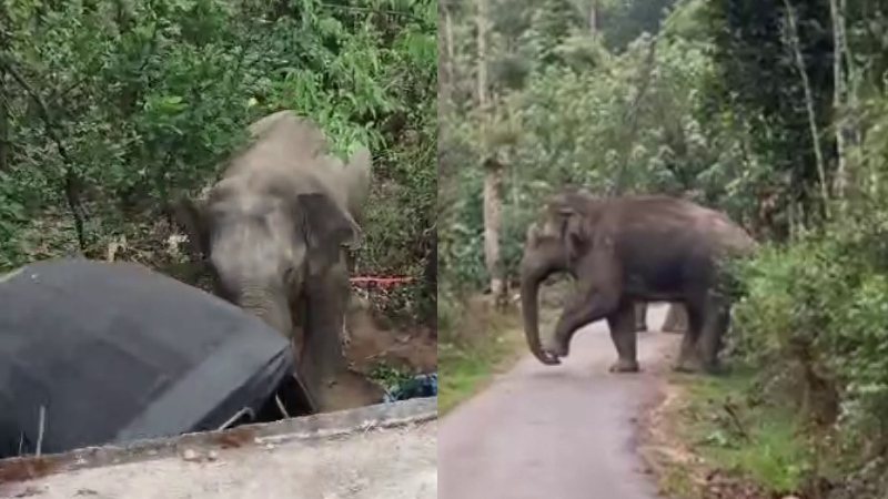 ನಿಂತಿದ್ದ ಆಟೋ ಜಖಂಗೊಳಿಸಿ ಓಡಿಹೋದ ಪುಂಡಾನೆ - ಮೊಬೈಲ್ನಲ್ಲಿ ವೀಡಿಯೋ ಸೆರೆ 1 ELEPHANT