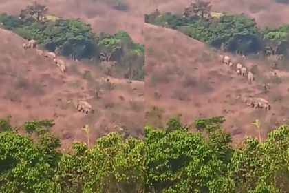 Hassan Patla Betta Wild Elephant