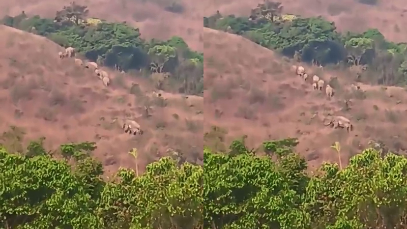 Hassan Patla Betta Wild Elephant