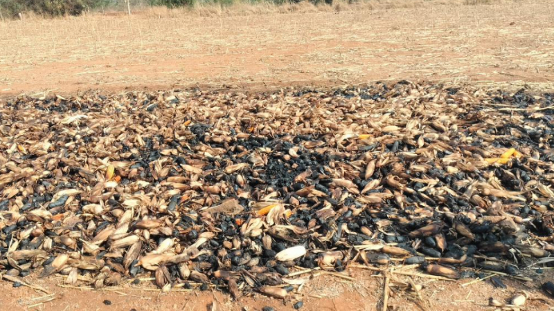 Haveri Maize Fire