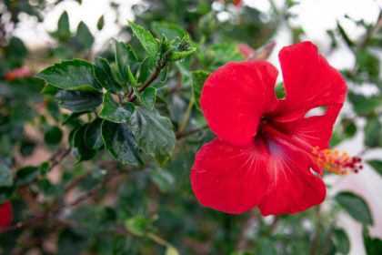 Hibiscus Flower