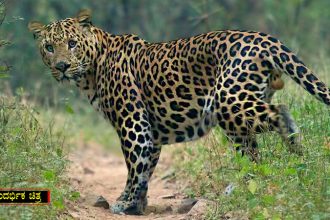 KRS Leopard