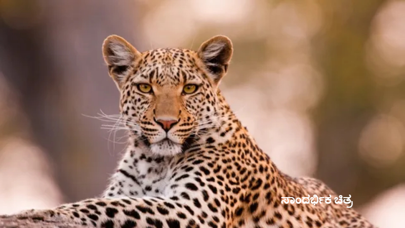 Leopard 1