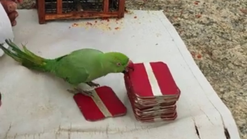 Parrot astrology 3