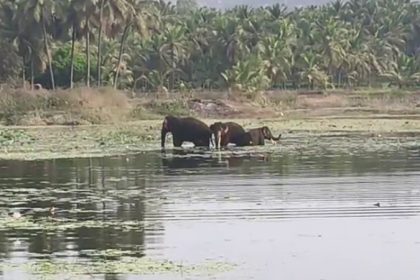 Ramanagara Wild Elephant