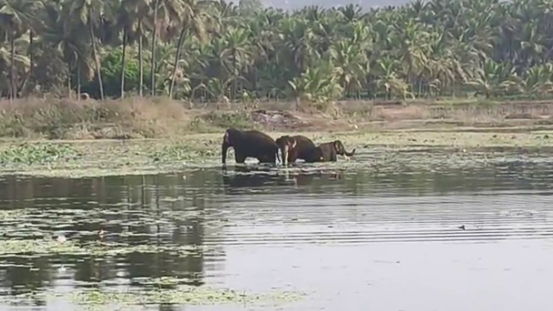 Ramanagara Wild Elephant