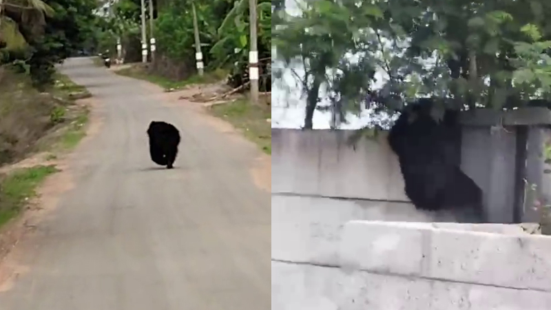 Shivamogga Bear 1