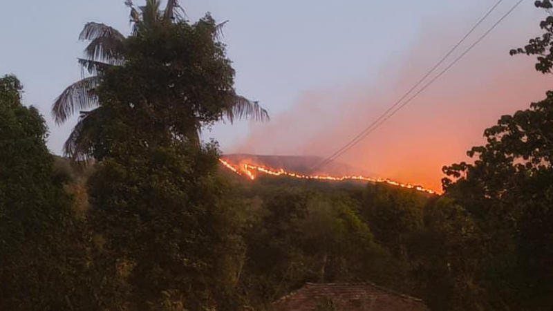 Shola Forest Wildfire chikkamagaluru