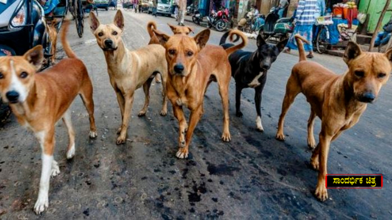 Stray Dogs 1 1