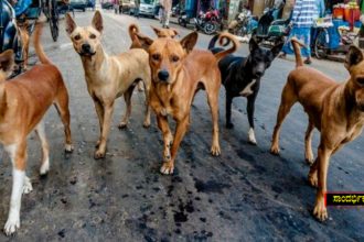 Stray Dogs 1 3