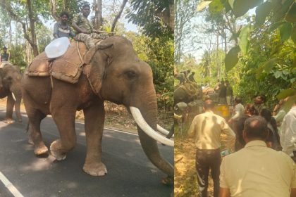 Virajpet Elephant
