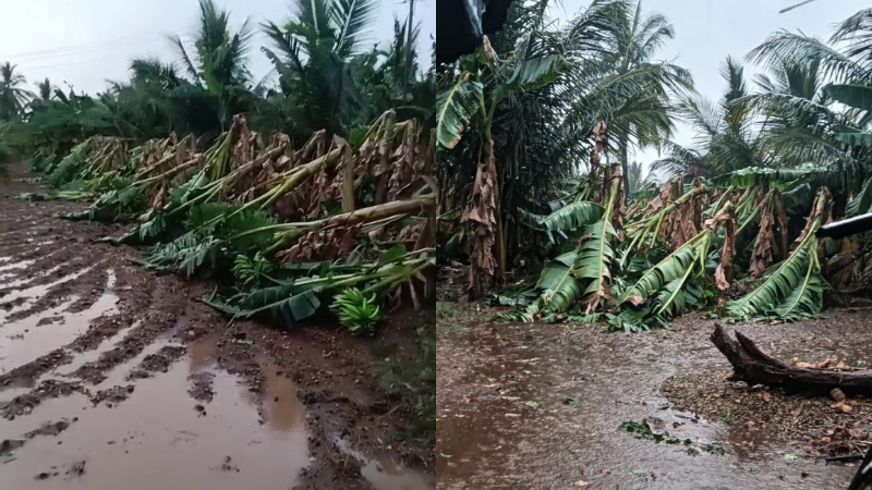 chamarajanagara rain