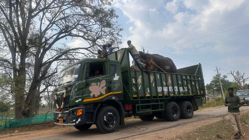 ಒಂಟಿಯಾಗಿದ್ದ 63 ವರ್ಷದ ಗಜೇಂದ್ರ ಆನೆ ಮತ್ತಿಗೋಡು ಶಿಬಿರಕ್ಕೆ ಸ್ಥಳಾಂತರ 1 gajendra elephant