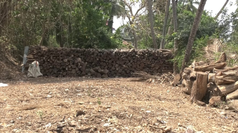 ಸಿಲಿಂಡರ್ ಅಭಾವದಿಂದ ಕಟ್ಟಿಗೆಗೆ ಹೆಚ್ಚಿದ ಬೇಡಿಕೆ - ಅರಣ್ಯ ಇಲಾಖೆಯಿಂದ 3ಲಕ್ಷ ಮರಗಳ ಕಟಾವಿಗೆ ಅನುಮತಿ 1 karwar demand for firewood increases due to cylinder shortage forest department grants permission to cut 3 lakh trees