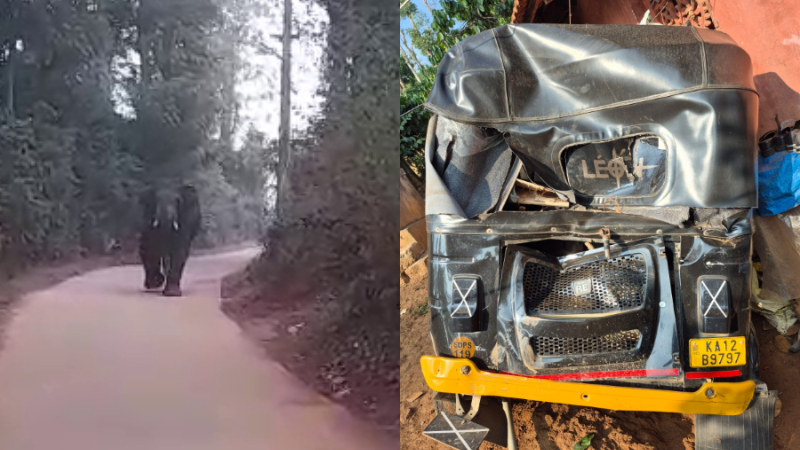 wild elephant attacks parked auto in kushalnagar