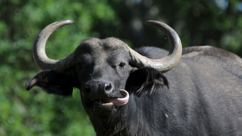 BUFFALO