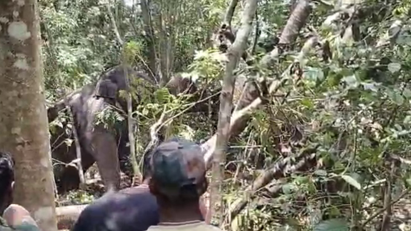 Beluru Elephant