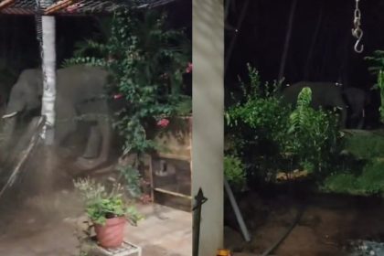 Channapatna Wild Elephant Attack