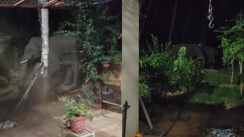 Channapatna Wild Elephant Attack