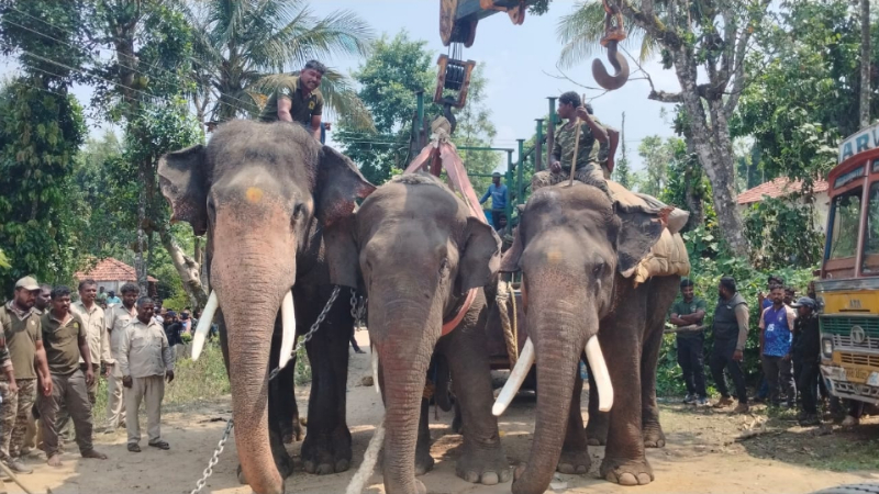 ELEPHANT 1 1