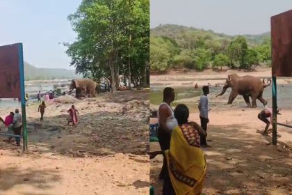 Kanakapura Cauvery River Elephant attack on tourists