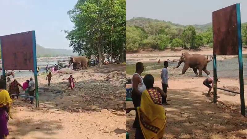 Kanakapura Cauvery River Elephant attack on tourists