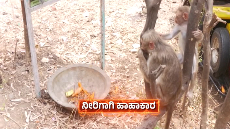 Kolar Monkey 2