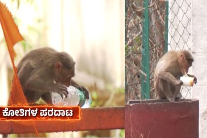 Kolar Monkey 3