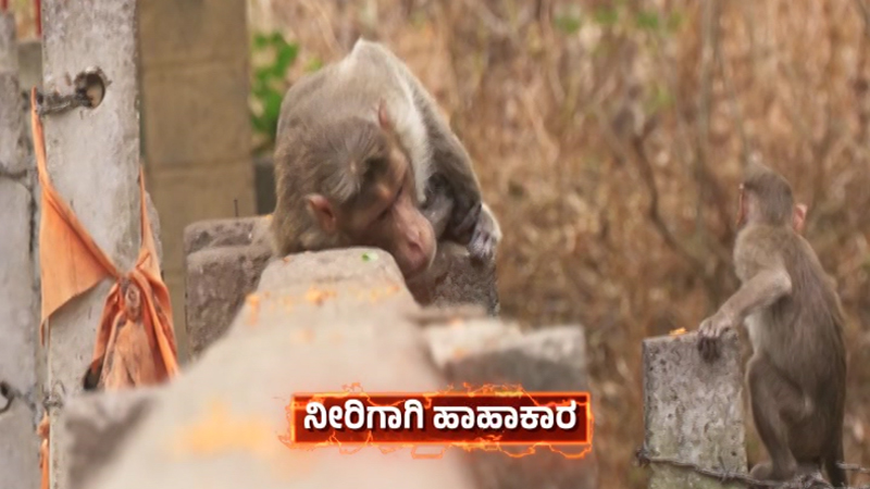 Kolar Monkey