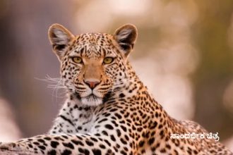 Leopard 1