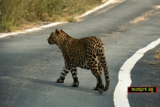 Leopard 2