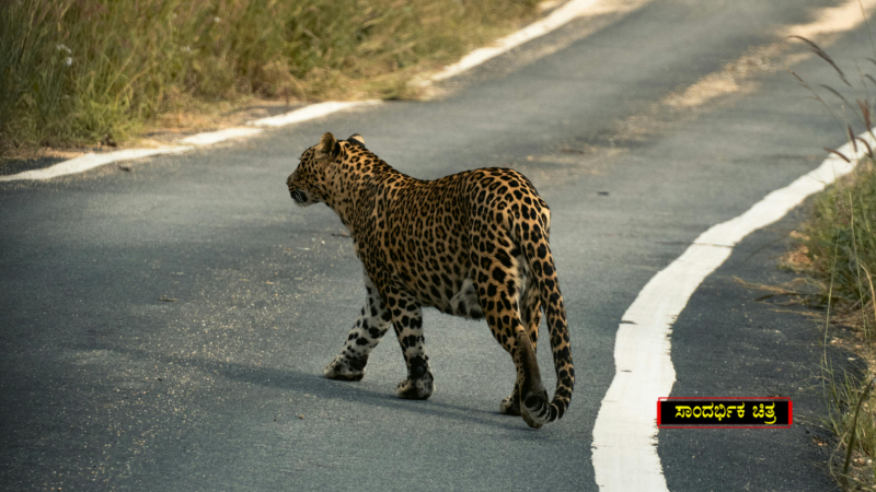 ಸಾಂದರ್ಭಿಕ ಚಿತ್ರ