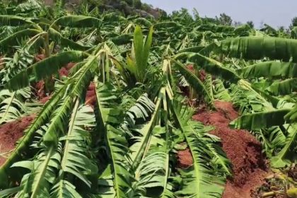 Nelamangala Banana Plantation Rain Effect
