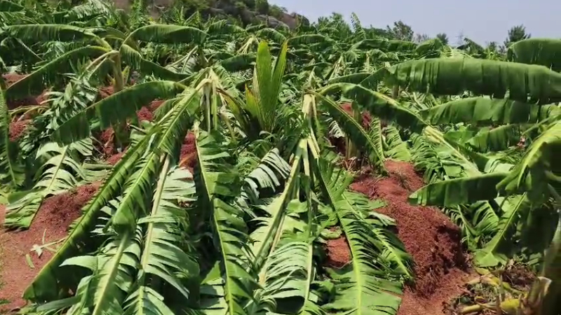 Nelamangala Banana Plantation Rain Effect